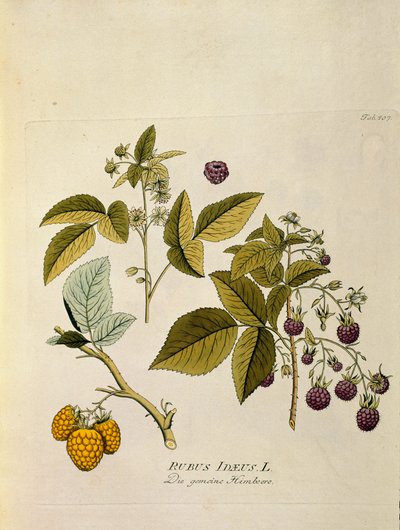Botânica: "framboesa" (Rubus idaeus) Prancha extraída de "Medicinalium secundum Linnaei digestarum" de Joseph Jacobi Plenck (1735-1807) 1788-1803 Coleção particular de Austrian School