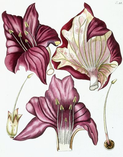 Figura 18, de "Collectanea the Botanicam, Chemiam e livros de história natural, com as figuras", 1786-1796 de Austrian School