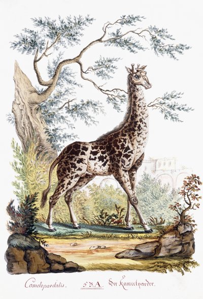 Girafa, 1794 de Austrian School