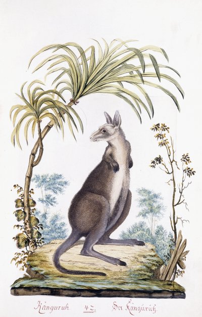 Canguru, 1794 de Austrian School