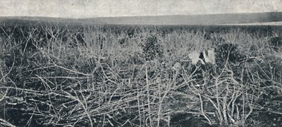 Plantacao de Mandioca, 1895 de Axel Frick