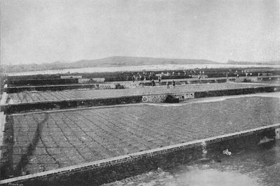 Terreiro para seccar o Cafe, Drying Coffee, 1895 de Axel Frick