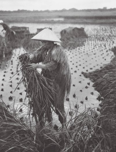 Japão: Colheita de arroz perto de Niigata (fotografia a preto e branco) de Axel von Graefe