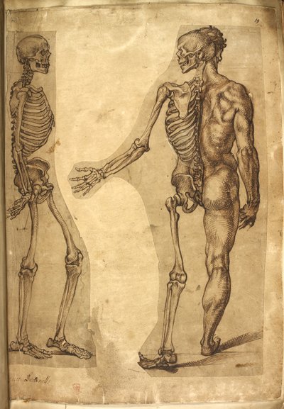 Acrescentar. 5259, f.19, Human Skeleton and half figure, from 