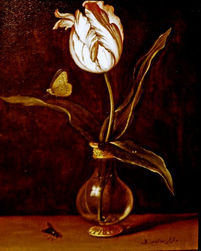 Uma única tulipa num vaso de Balthasar van der Ast