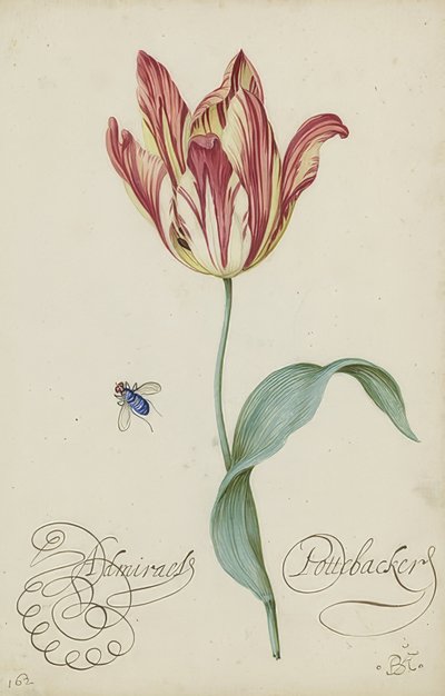 Estudo de uma tulipa e uma mosca. 1620-29 de Balthasar van der Ast