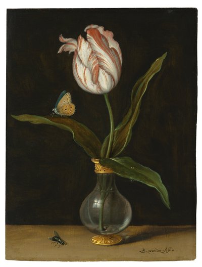 A tulipa 