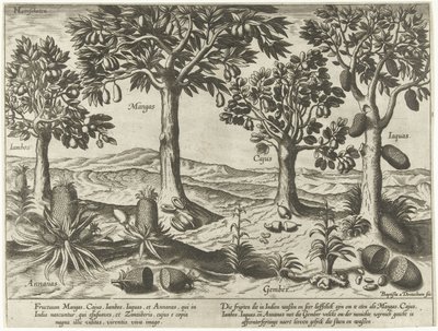 Árvores frutíferas e arbustos das Índias Orientais de Baptista van Doetechum
