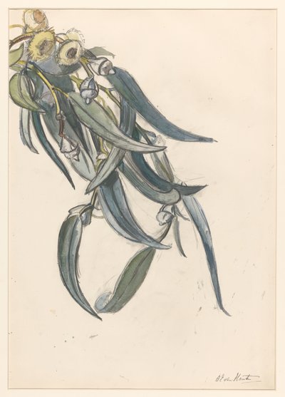 Ramo florido de um eucalipto de Barbara Elisabeth van Houten
