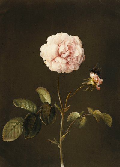 Uma rosa Gallica com um zangão, de Barbara Regina Dietzsch