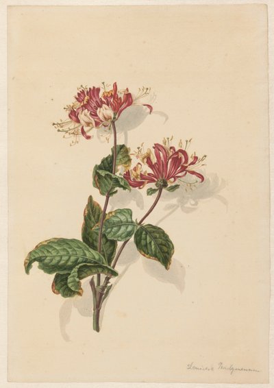 Ramo de madressilva selvagem (Lonicera periclymenum) de Barend Hendrik Thier
