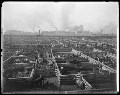 Gaiolas de gado em Union Stock Yards, Chicago, Illinois, EUA, c.1900 (foto a p/b) de Barnes and Crosby