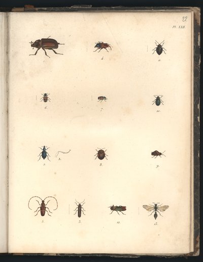 Besouros e Vespas, Pl.XXII, ilustração do &39;Compêndio Comparativo de Zoologia e Anatomia Comparado, Feito no Oceano Atlântico, Dentro do Novo Continente e no Mar do Sul&39; de Baron Friedrich Alexander von Humboldt