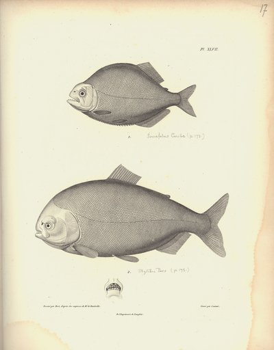 Characidae, Pl. XLVII, gravada por Coutant após uma gravura de Nicola Huet (1770-1827), ilustração de "Coleção Comparativa de Zoologia e Anatomia Comparada, Segunda Parte", por Al. de Baron Friedrich Alexander von Humboldt