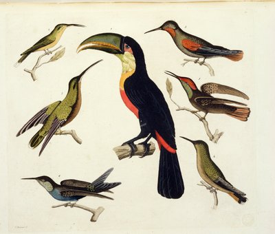 Pássaros nativos, incluindo o tucano (centro), Amazonas, Brasil, de &39;Le Costume Ancien et Moderne&39;, Volume II, placa 42, por Jules Ferrario, gravado por V. Raineri, publicado c.1820s-30s de Baron Friedrich Alexander von Humboldt