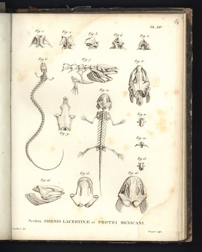 Lacertinae esqueletos energéticos e portas México, placa 14, osteologia dos sirenomelia e axolotl de Baron Friedrich Alexander von Humboldt