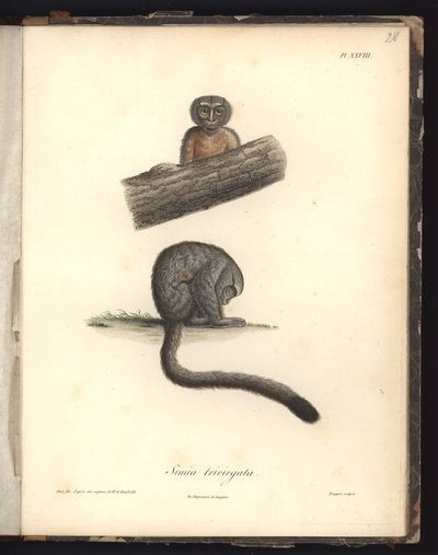 Simia trivirgata, Pl.XXVIII, aço gravado por Louis Bouquet (1765-1814) após uma gravura de Nicola Huet (1770-1827), ilustração de &39;Recueil d&39;observation de zoologie et d&39;anatomie comparee, fai de Baron Friedrich Alexander von Humboldt