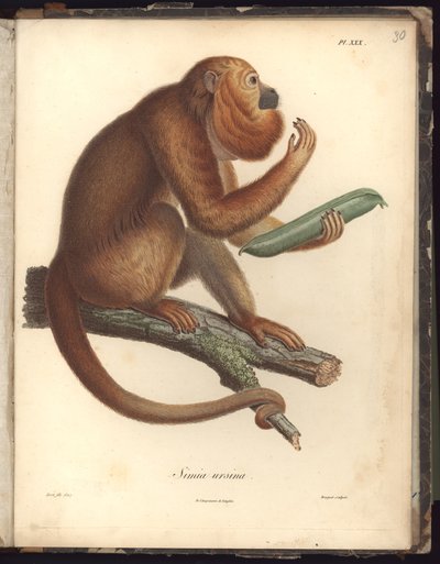 Simia ursina, Pl.XXX, ilustração do Compêndio de Observações de Zoologia e Anatomia Comparada, feita no Oceano Atlântico, dentro do novo continente e no Mar do Sul durante os anos de Baron Friedrich Alexander von Humboldt