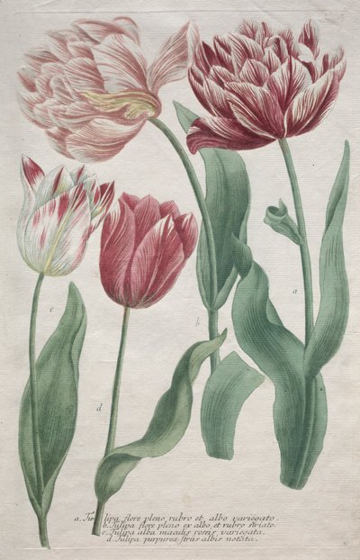 Tulipas. de Bartholomaus Seutter