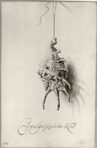 Holandês: Estudo de uma concha "Cleijne Geel ghepleckte Krab" pendurada num fio Concha de um álbum de Bartholomeus Assteyn
