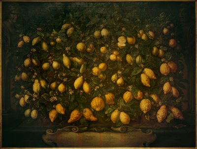 Pomeranians, laranjas e limões de Bartolomeo Bimbi