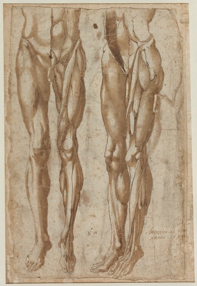 Dois estudos de um homem esfolado (reto) de Bartolommeo da Arezzo