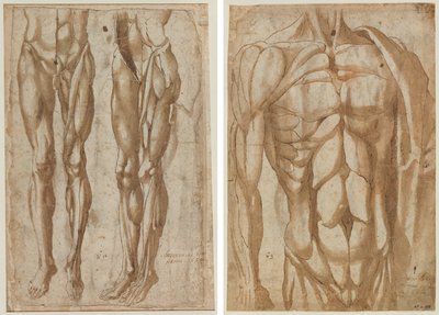 Dois estudos de um homem esfolado (reto) Estudo de um tronco esfolado (verso) de Bartolommeo da Arezzo