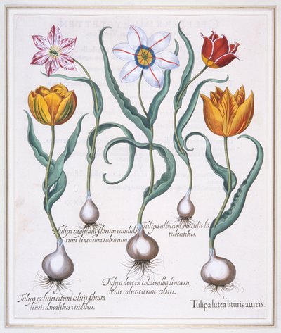 Tulipa Lutea Golden Liturgy, tulipa amarela quebrada tipo sylvestris, 1613 de Basil Besler