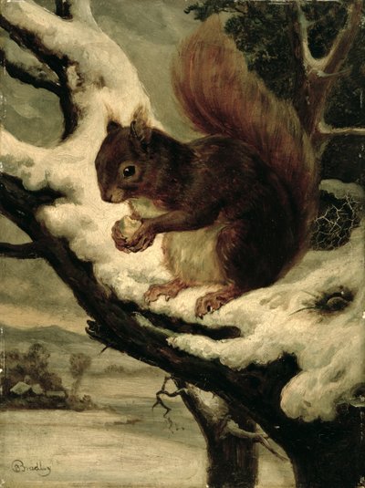 Um esquilo vermelho a comer uma noz (óleo sobre cartão) de Basil Bradley