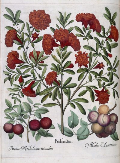 Fruta, de 