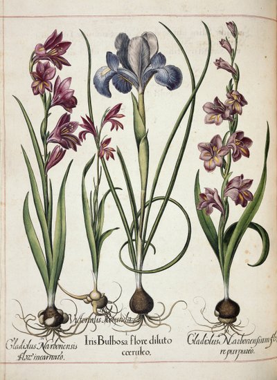 Gladiolus e íris, de 