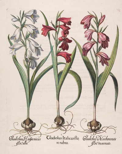 Gladiolus communis flor vermelha de 1613. de Basilius Besler