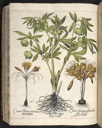 Helleborus niger, Ilustração de 