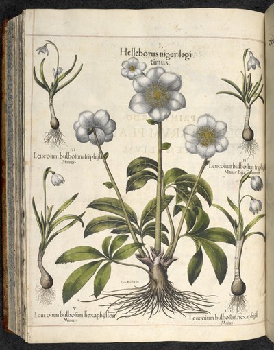 Helleborus niger, Ilustração de 