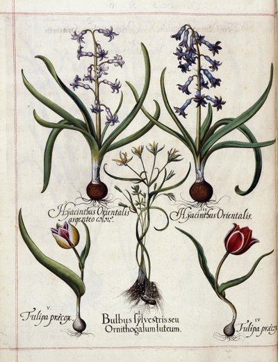 Jacinto e tulipa, de 