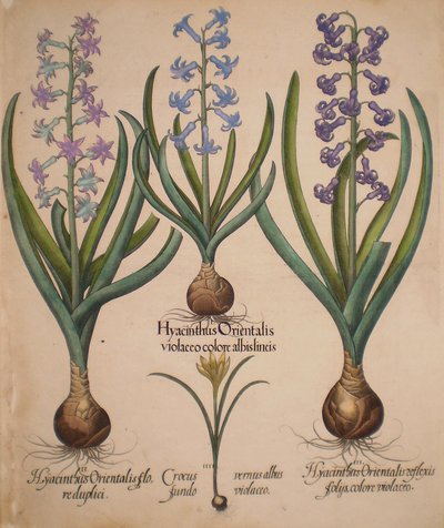 Hyacinthus orientalis floreduplici-Hyacinthus orientalis violaceo albislienis-Crocus vernus albus fundo violaceo-Hyacinthus orientalis reflexis folys colore violaceo de Basilius Besler