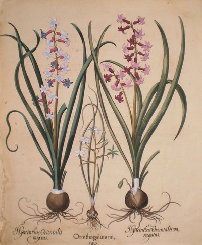 Hyacinthus orientalis mixtus-Ornithogalum minus-Hyacinthus orientalis veriegatus de Basilius Besler