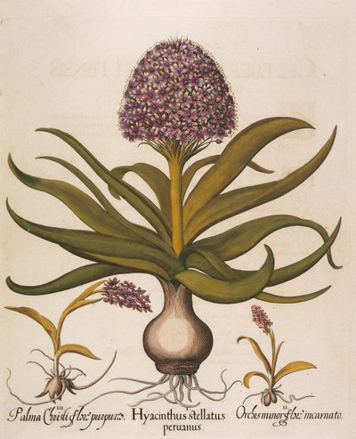 Hyacinthus stellatus, 1613. de Basilius Besler