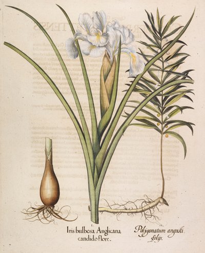 Íris Bulbosa Anglicana, 1613. de Basilius Besler