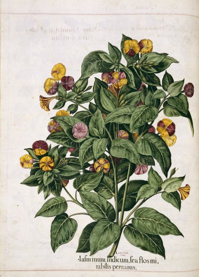 Jasmine, de 