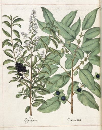 Ligustrum e Guiacana, de 