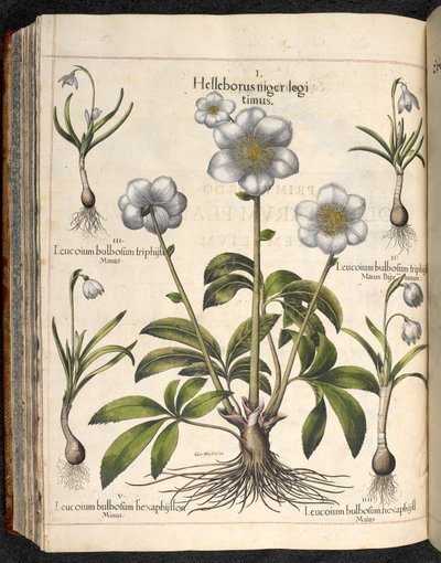 Placa 29: Helleborus niger ... Hortus Eystettensis, ... Basilius Besler de Basilius Besler