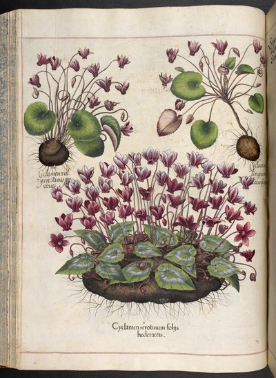 Placa 348: Ciclame: Hortus Eystettensis, ... Basilius Besler, 1613 de Basilius Besler