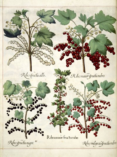 Plantas de groselha vermelha e groselha-negra, de 