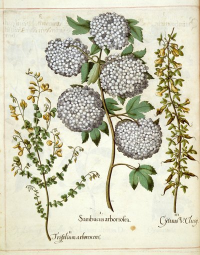 Elder, Trillium e Cytisus, de Hortus Eystettensis de Basilius Besler