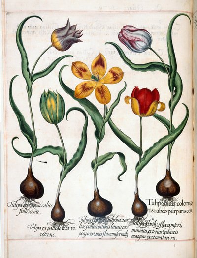 Tulipa, de 