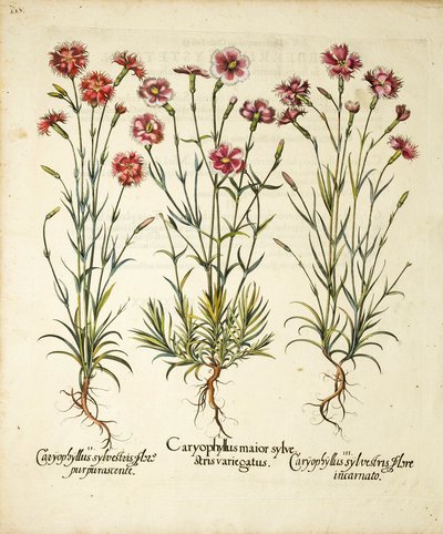 Variedades de Caryophyllus Sylvestris publicadas em Hortus Eystettensis, 1613 de Basilius Besler