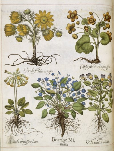 Várias plantas, de 