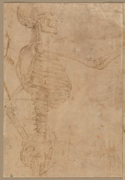 Esqueleto de meio comprimento em perfil de Battista Franco