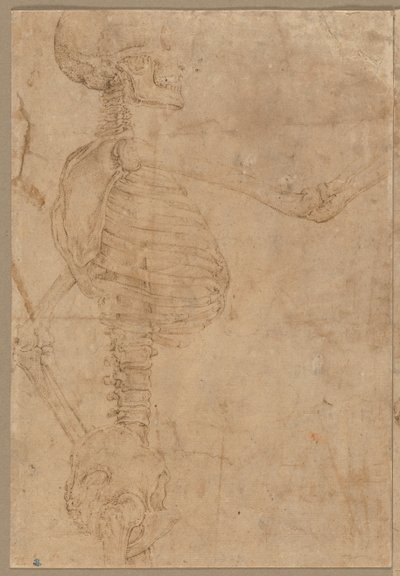 Esqueleto de meio comprimento no perfil, início dos anos 1540. de Battista Franco